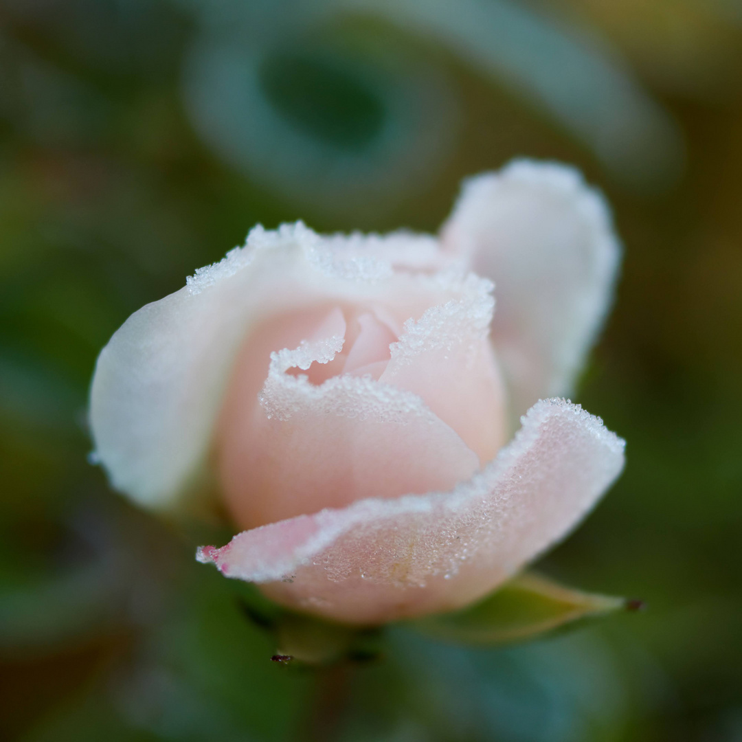 Frostige Rosenblüte