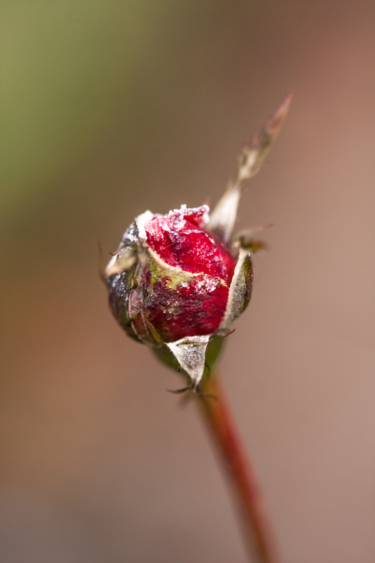 frostige Rosenknospe