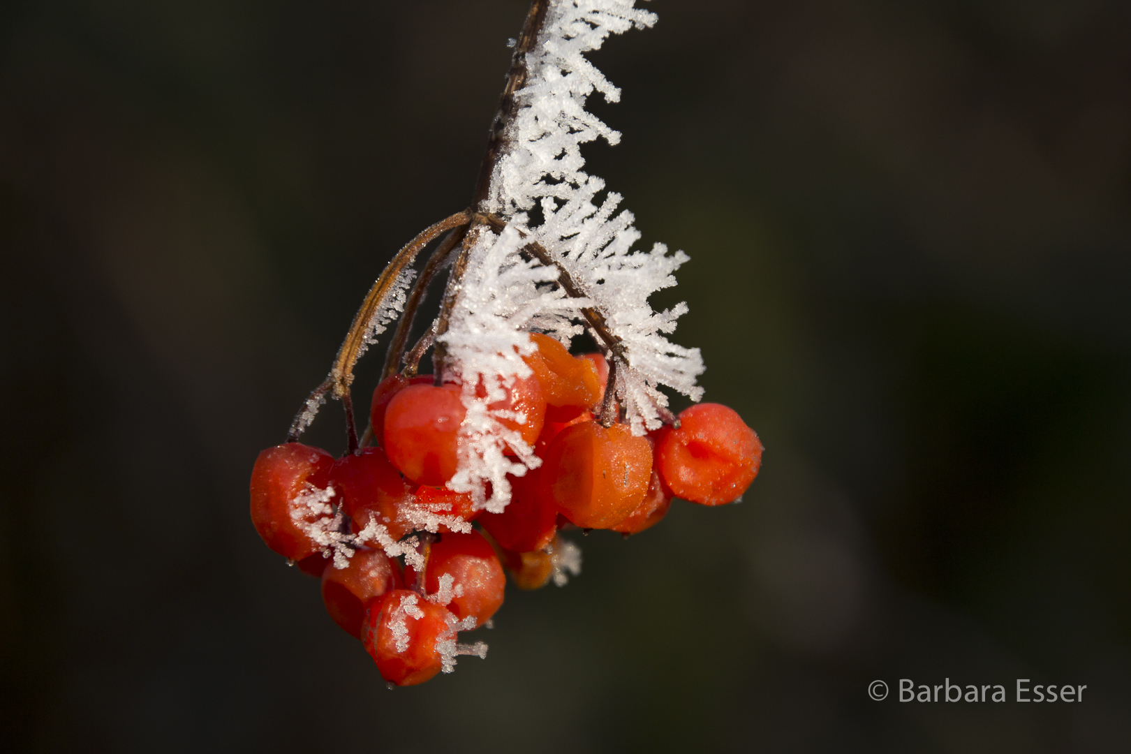 Frostige rote Beeren