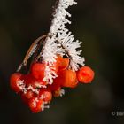 Frostige rote Beeren