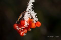 Frostige rote Beeren