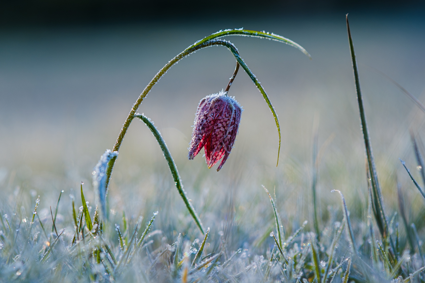 Frostige Schachbrettblume