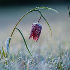 Frostige Schachbrettblume