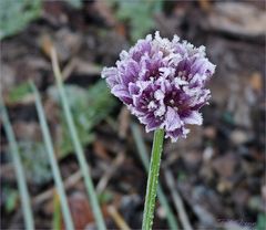 frostige Schnittlauchblüte