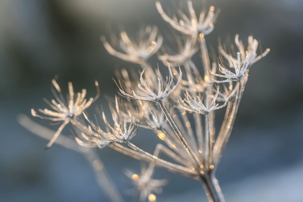 frostige Schönheit