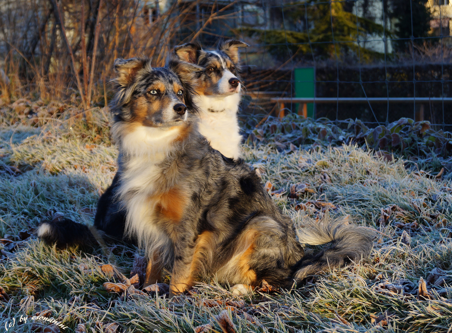 Frostige Schönheit