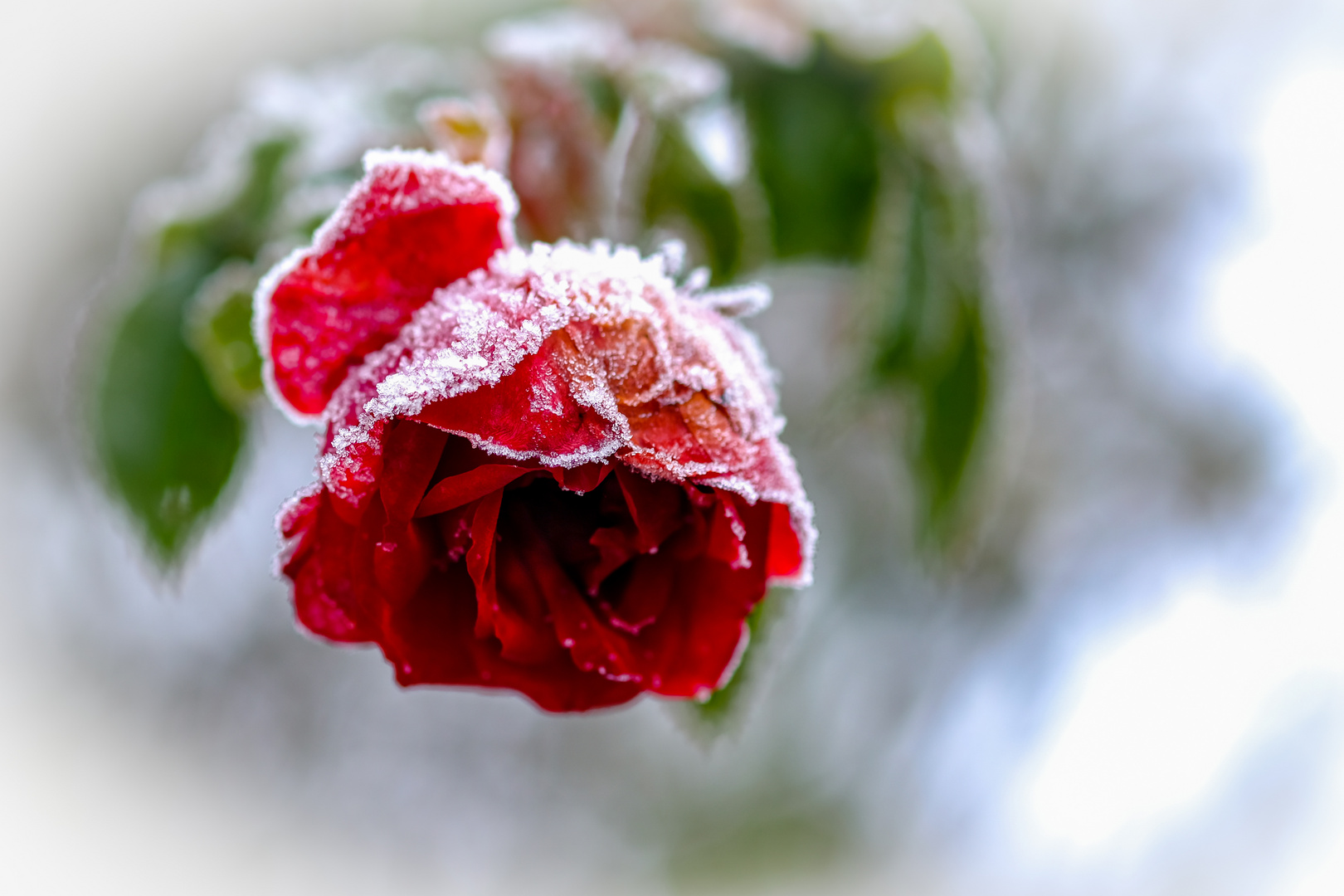 frostige Schönheit