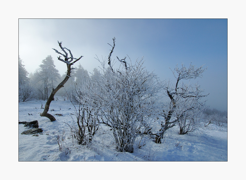 Frostige Schönheit