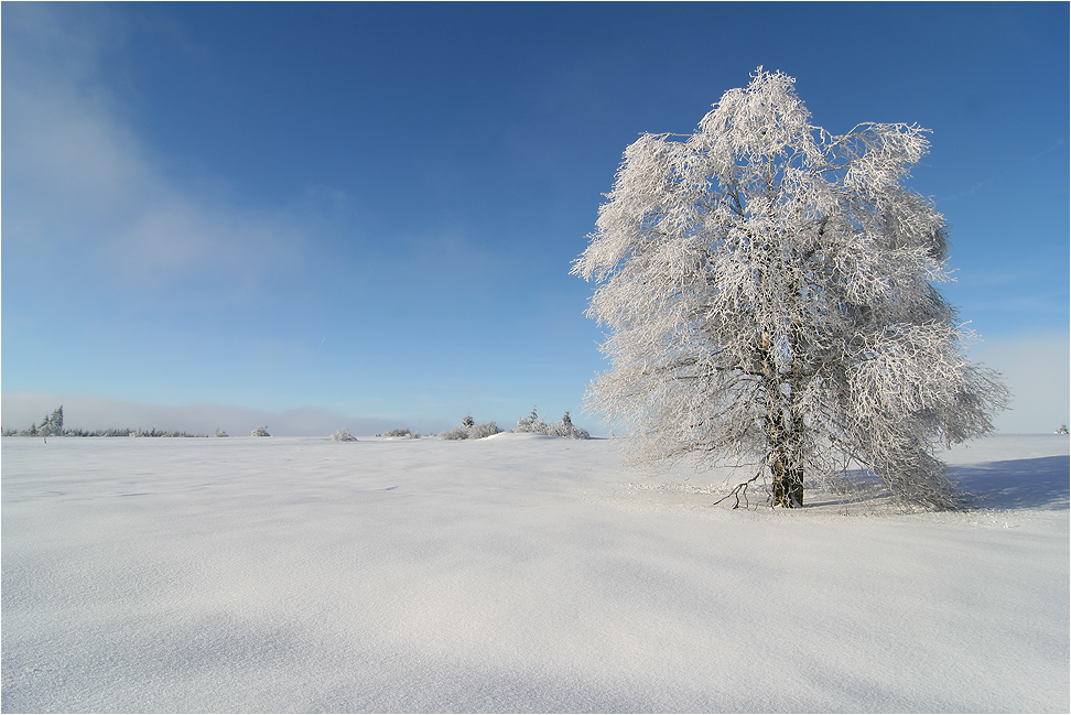 ~ frostige Schönheit ~