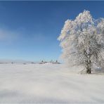 ~ frostige Schönheit ~