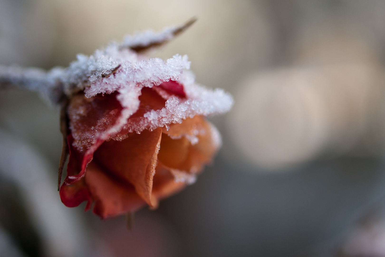 Frostige Schönheit