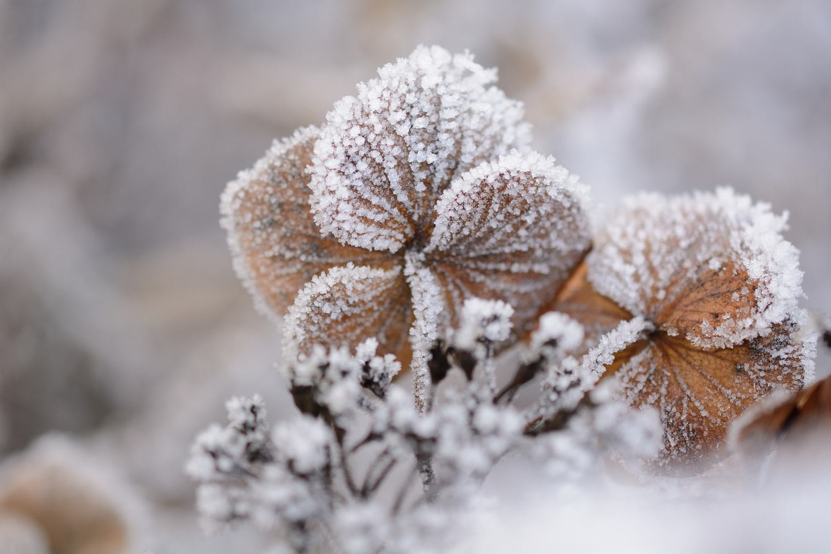 Frostige Schönheit