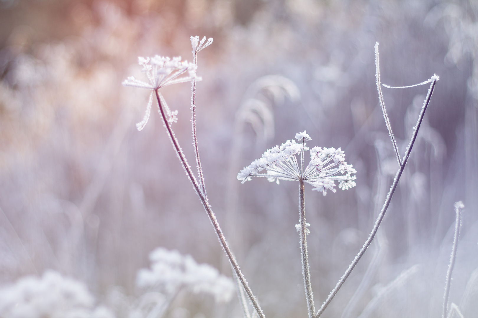 Frostige Schönheit