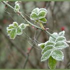 frostige Schönheit