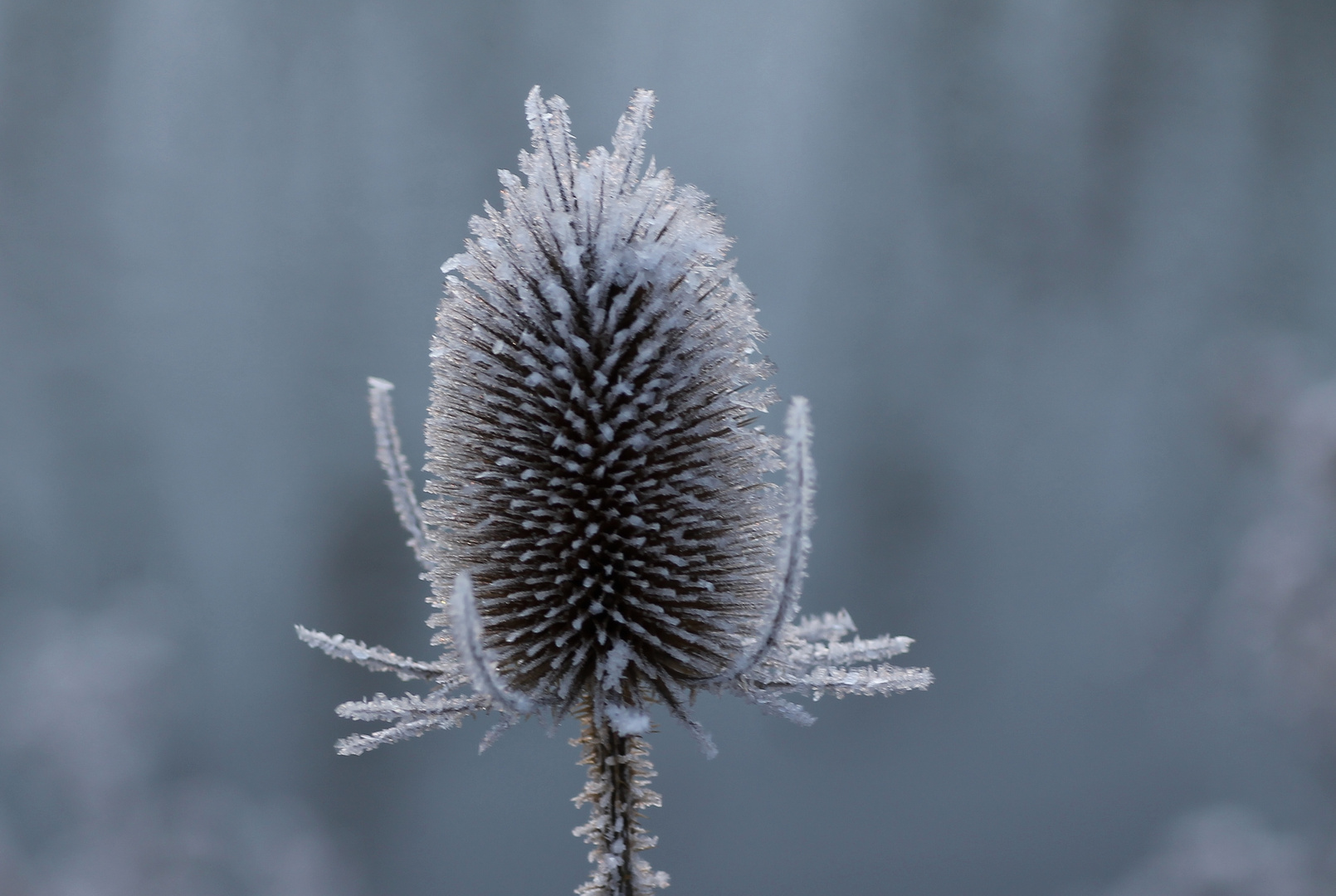 Frostige Schönheit