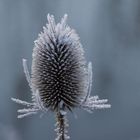 Frostige Schönheit