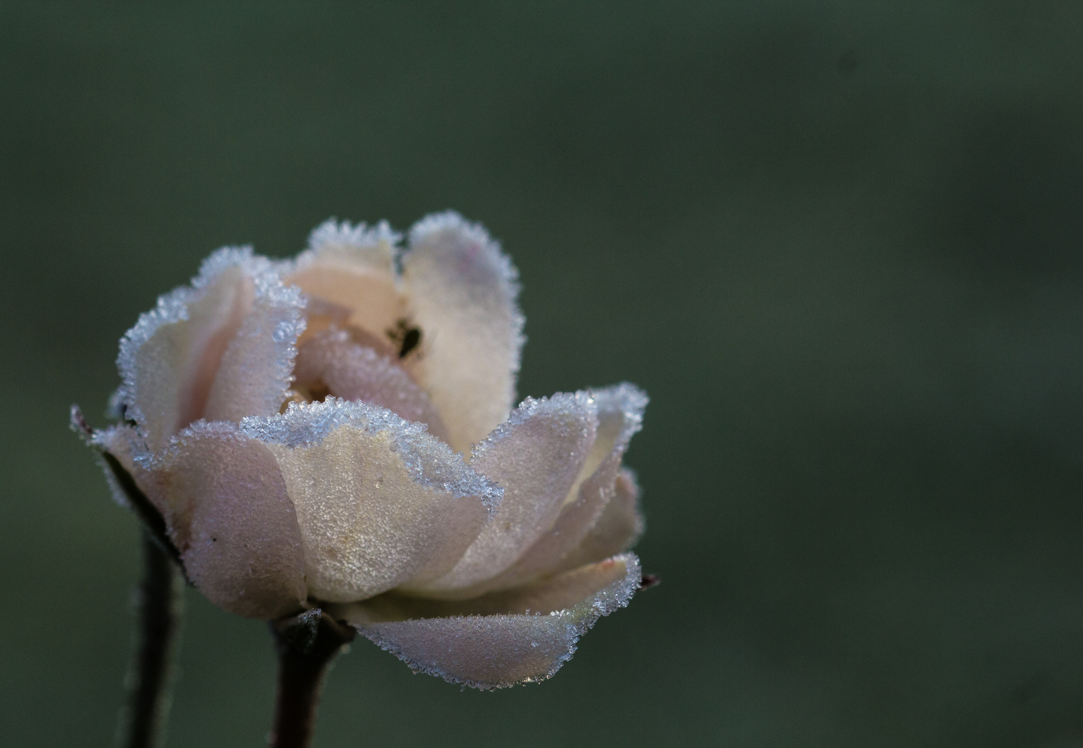 Frostige Schönheit