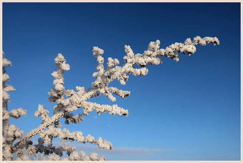 frostige Schönheit