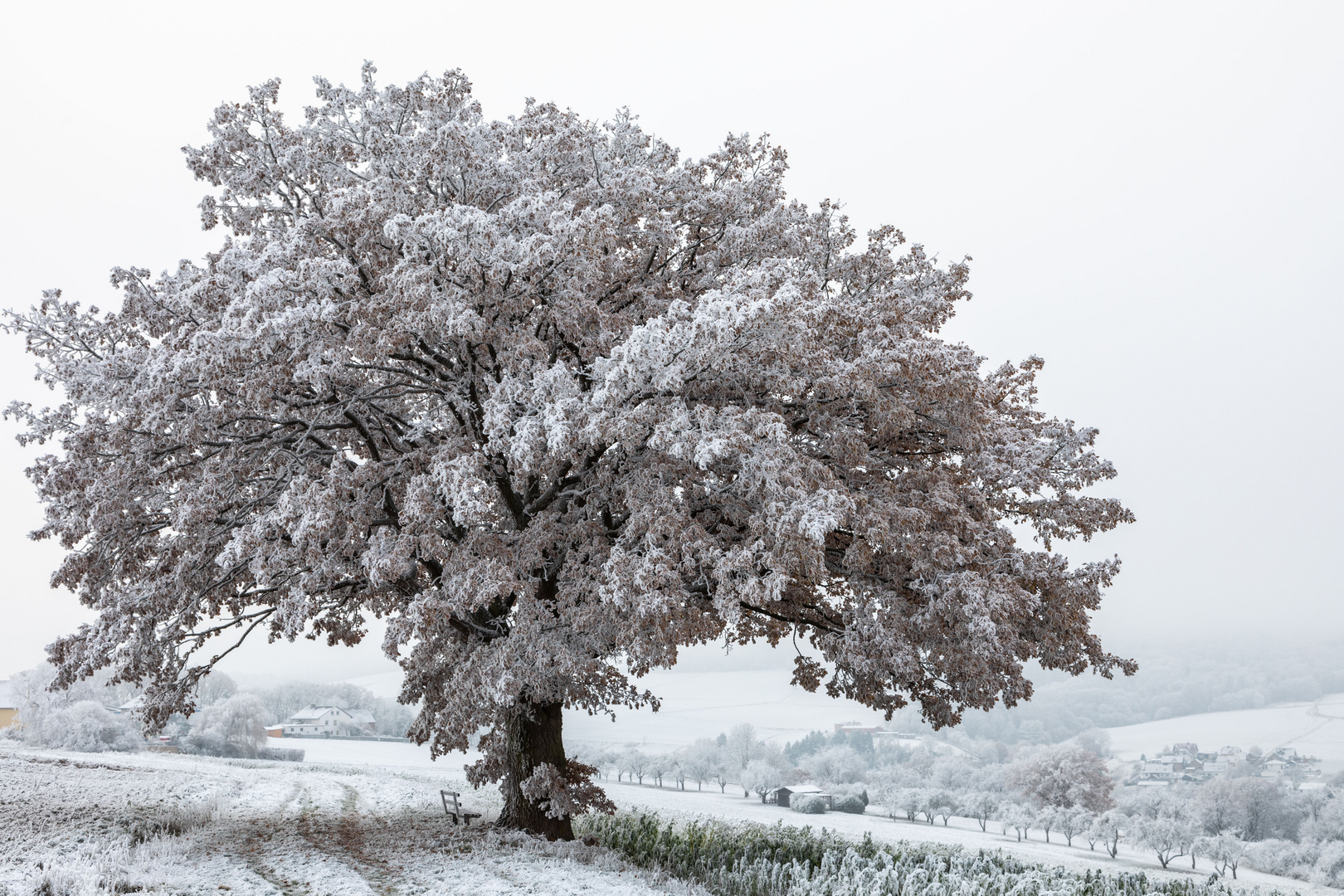 Frostige Schönheit