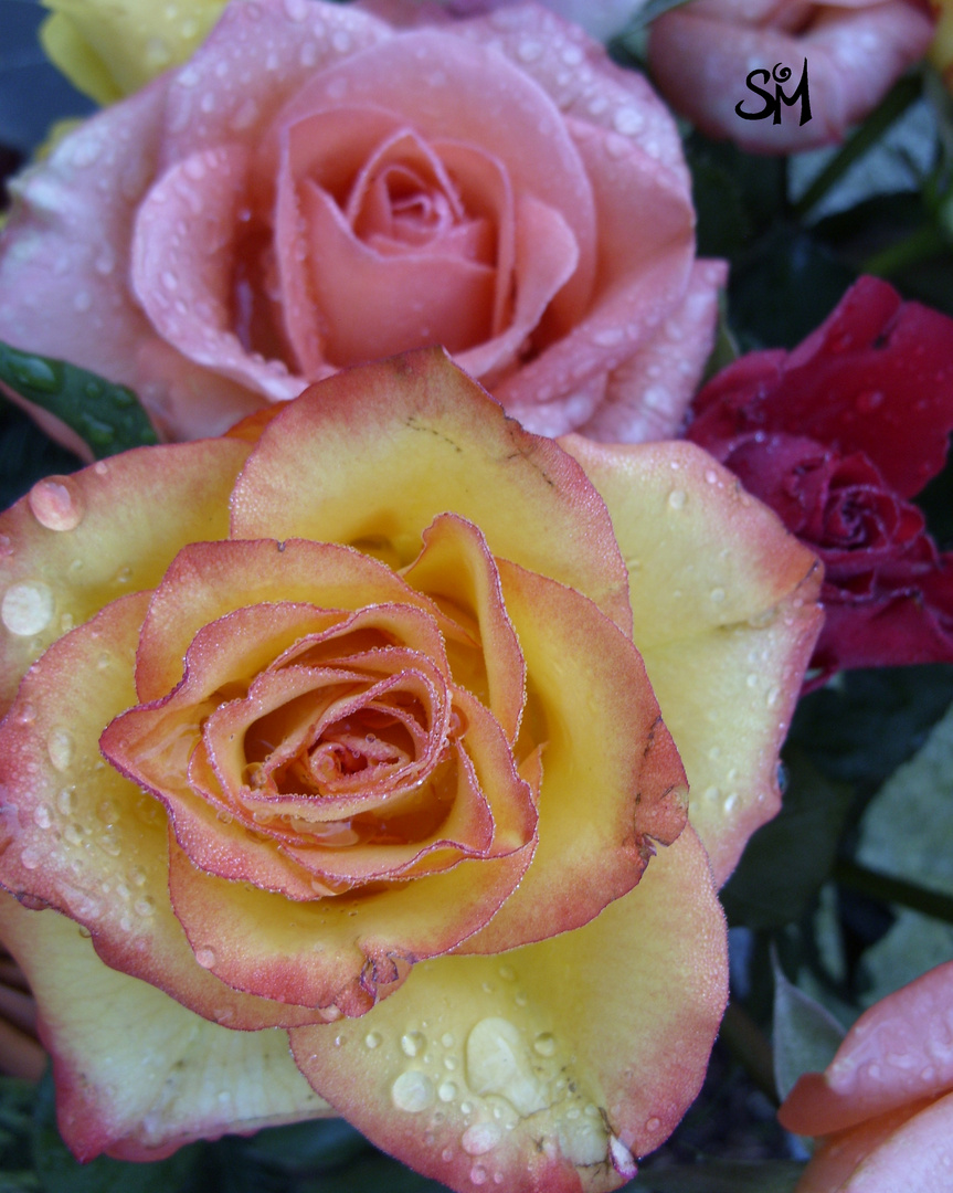 frostige Schönheit verschiedener Rosen