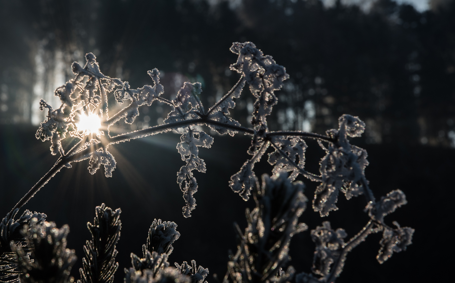 frostige sonne