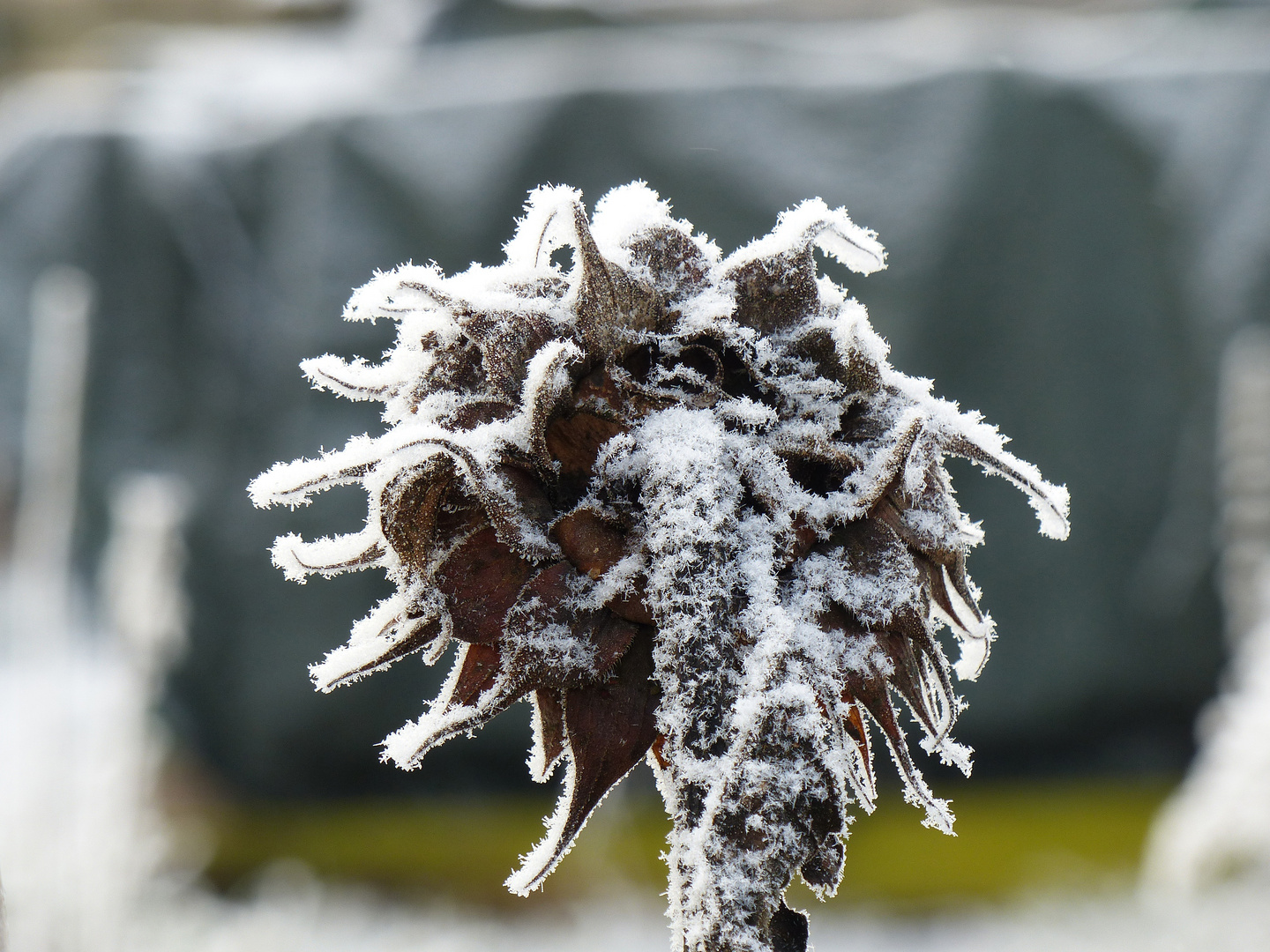 Frostige Sonnenblume