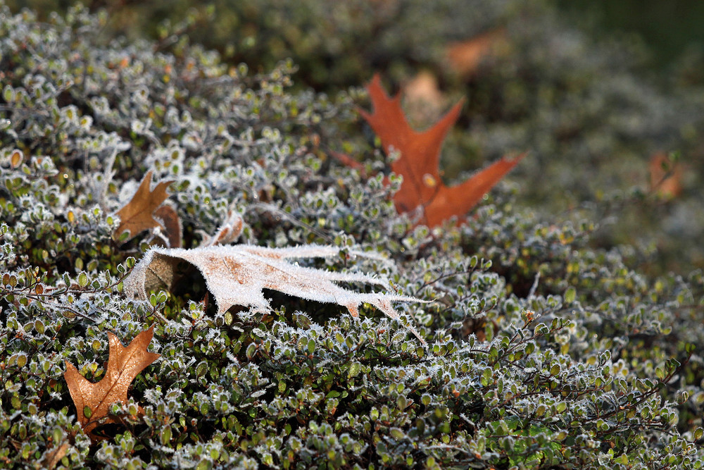 frostige Stilblüte ...