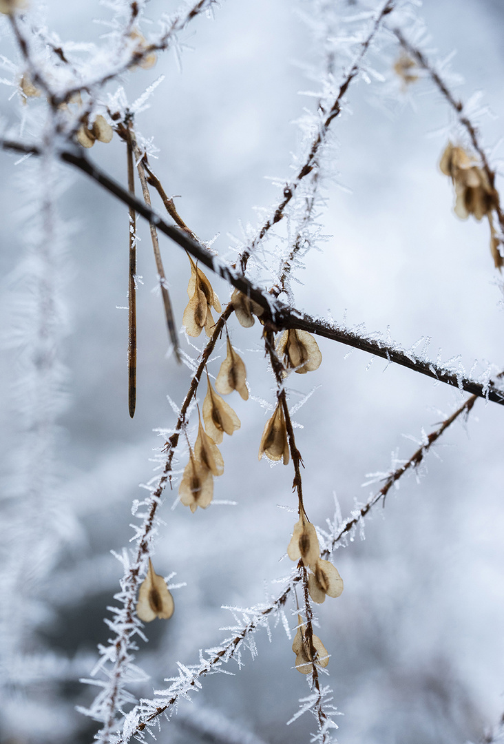 Frostige Tage