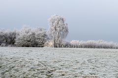 Frostige Trauerweide