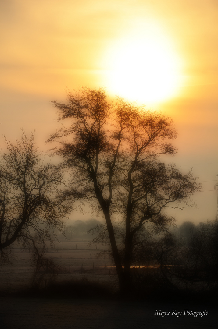 Frostige Traumwelten (Baum 1)