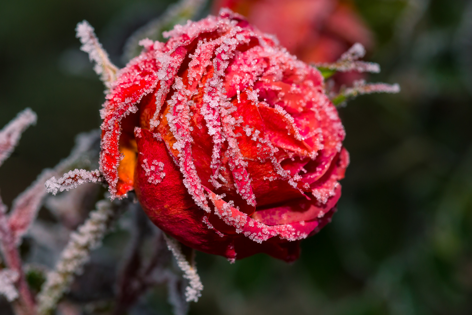 Frostige Überbleibsel 