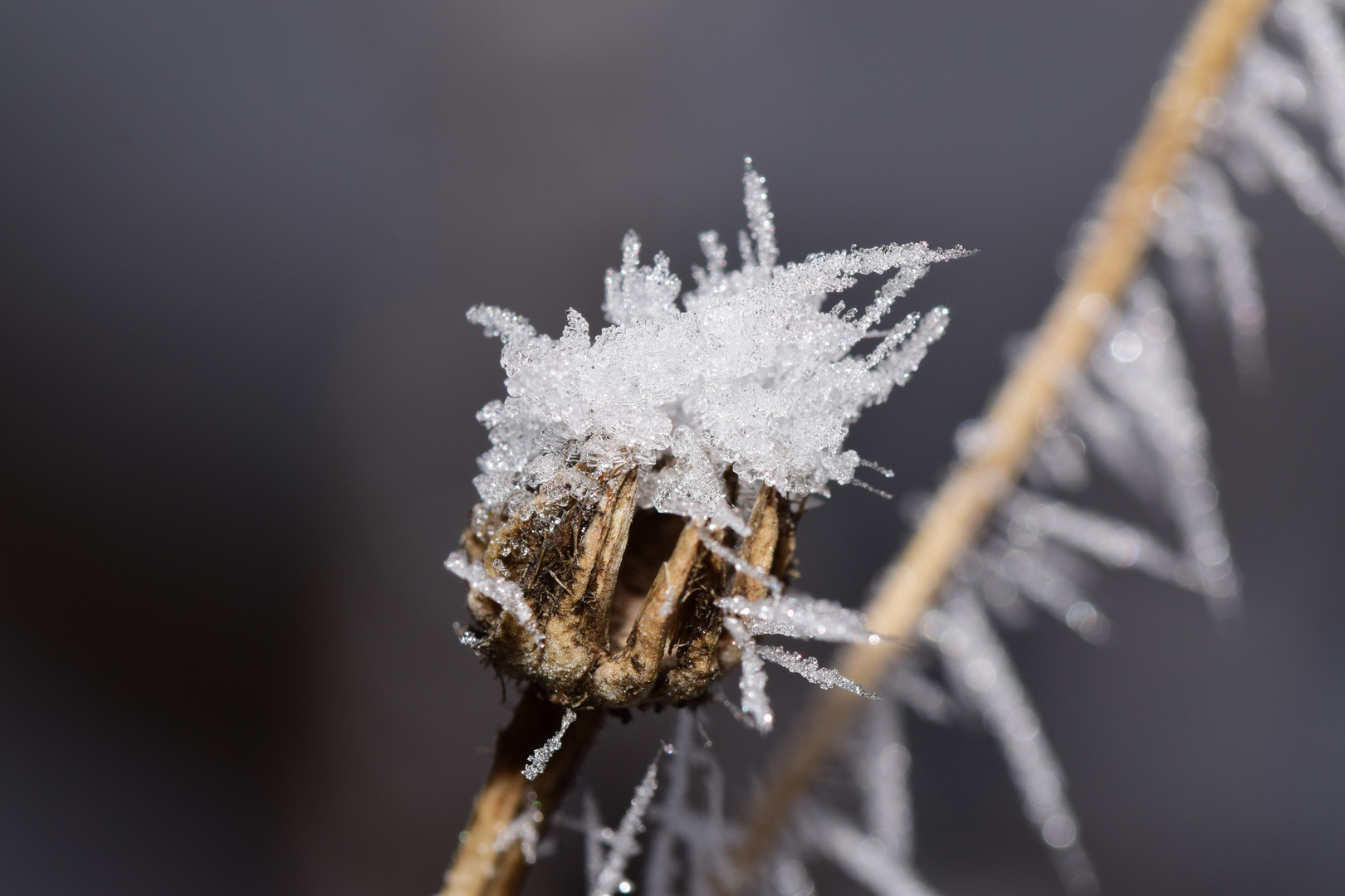 Frostige Überreste