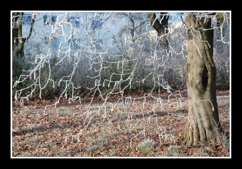 Frostige Verästelung