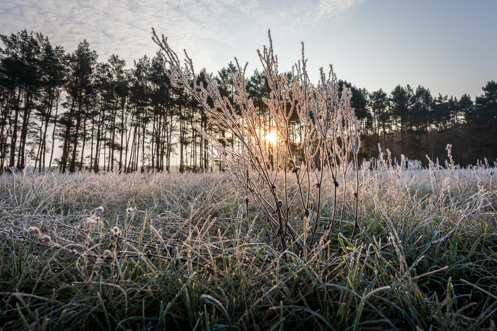 Frostige Wiese