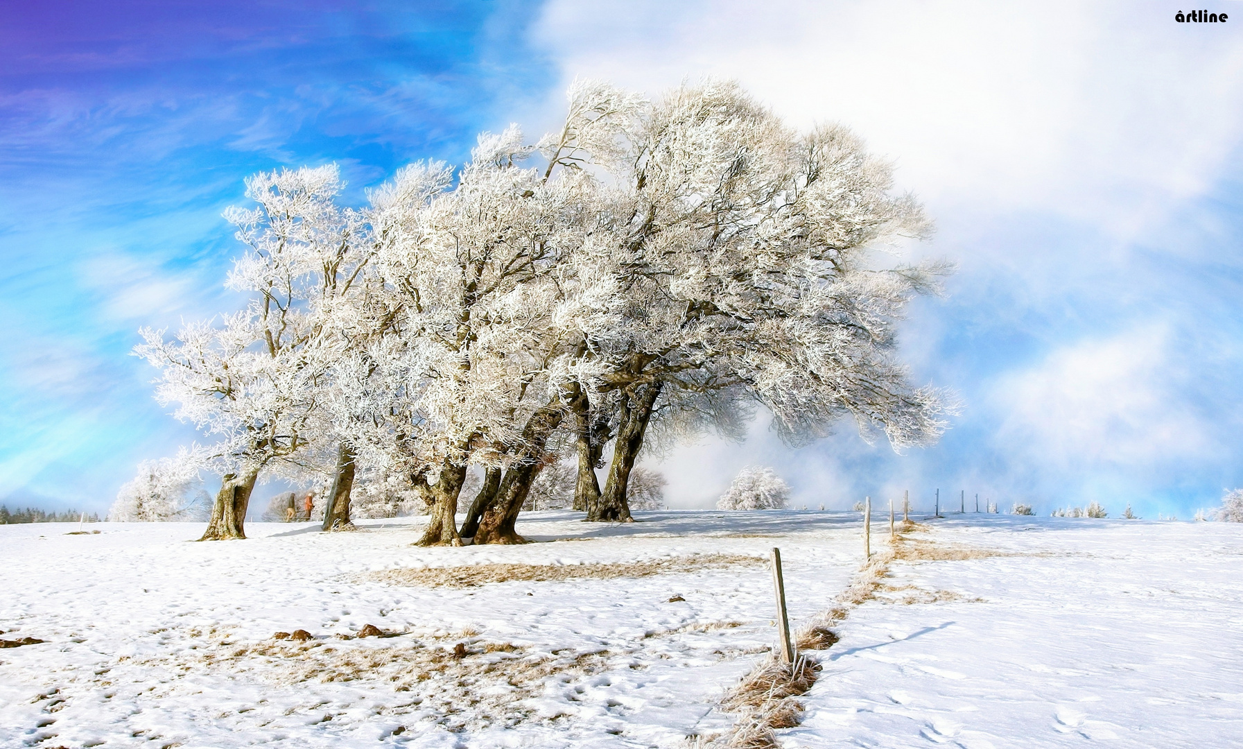 frostige Windbuchen 