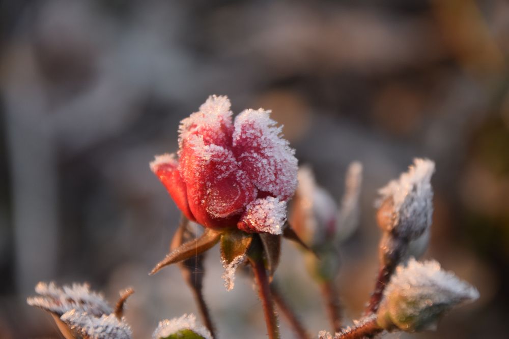 Frostige Zeiten