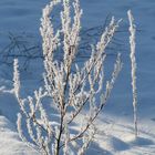 Frostige Zeiten