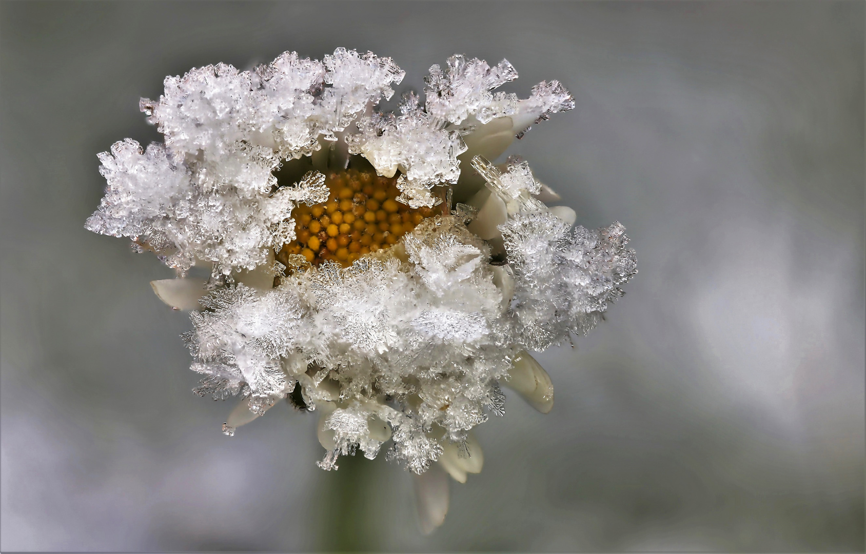 Frostige Zeiten