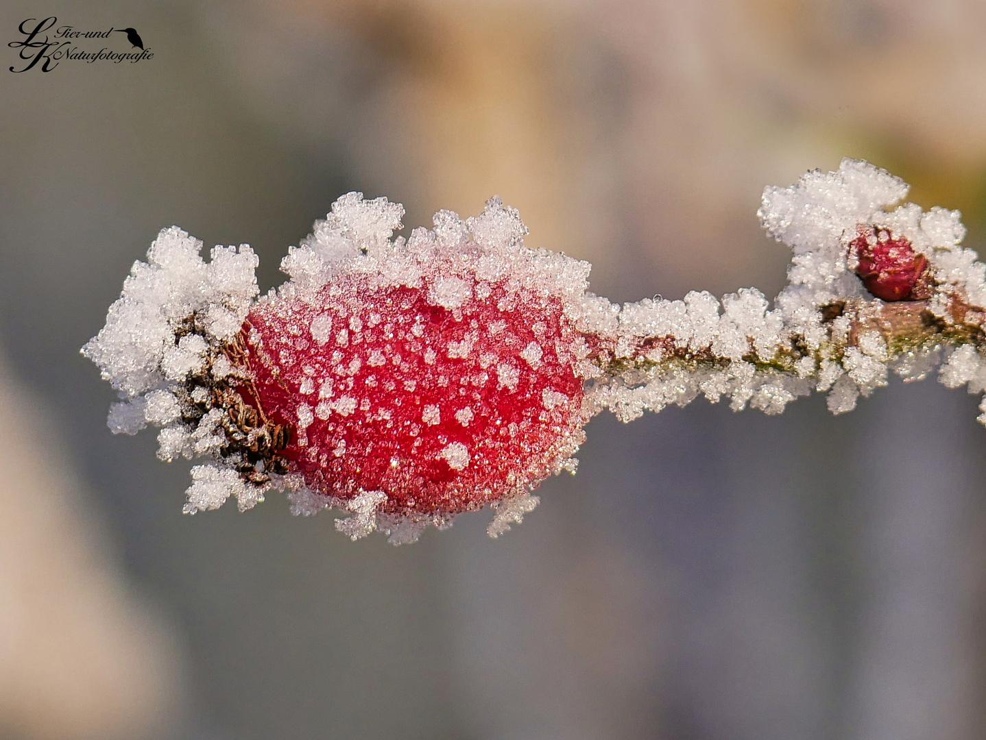 Frostige Zeiten