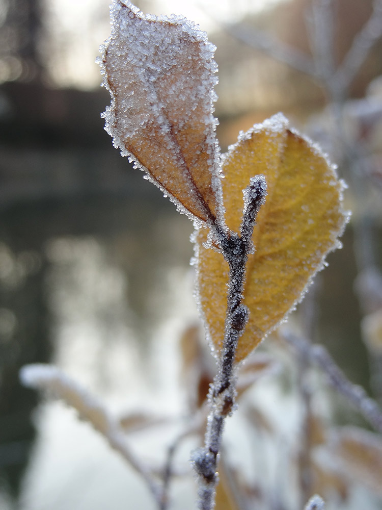 Frostige Zeiten