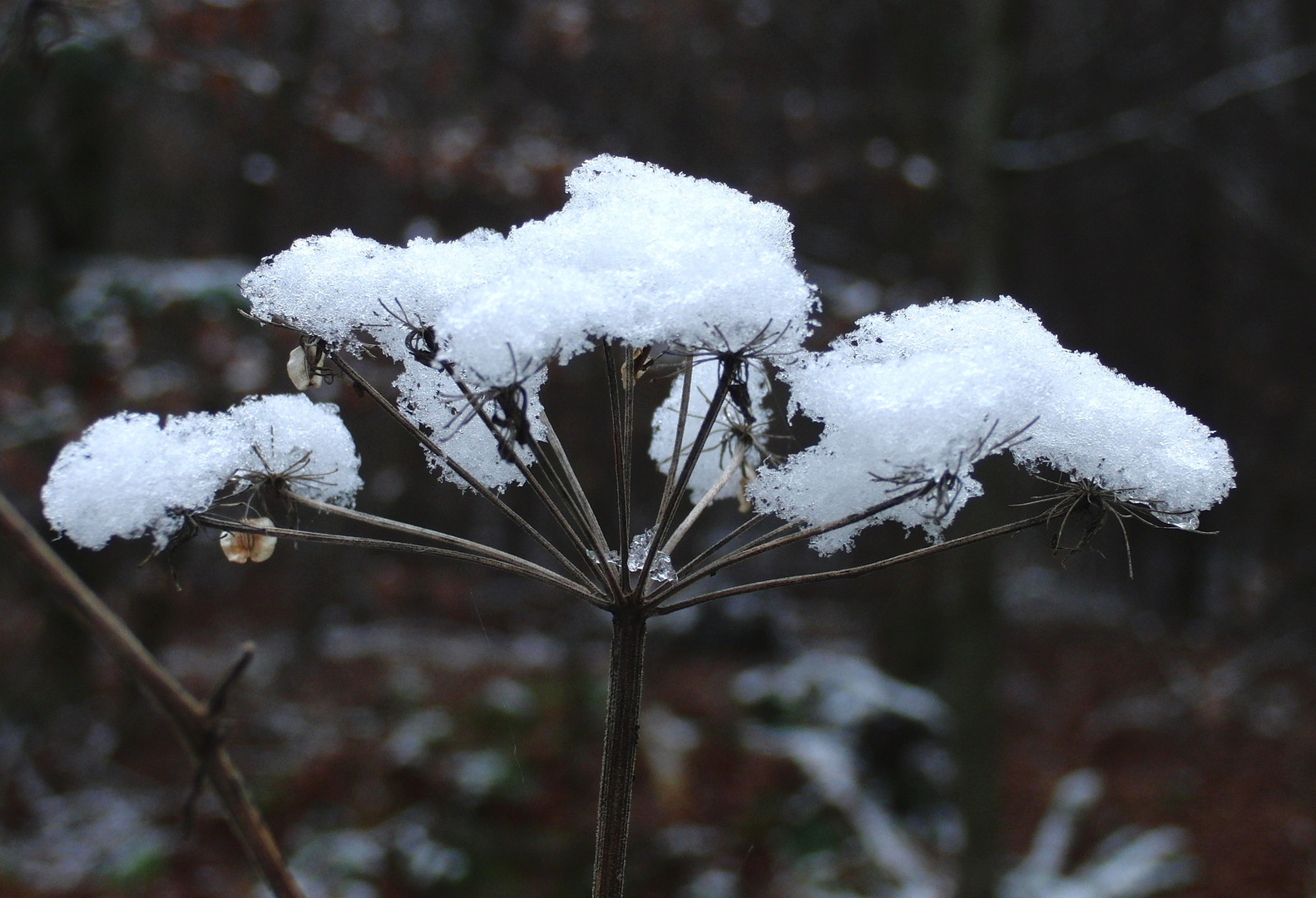 Frostige Zeiten brechen an...