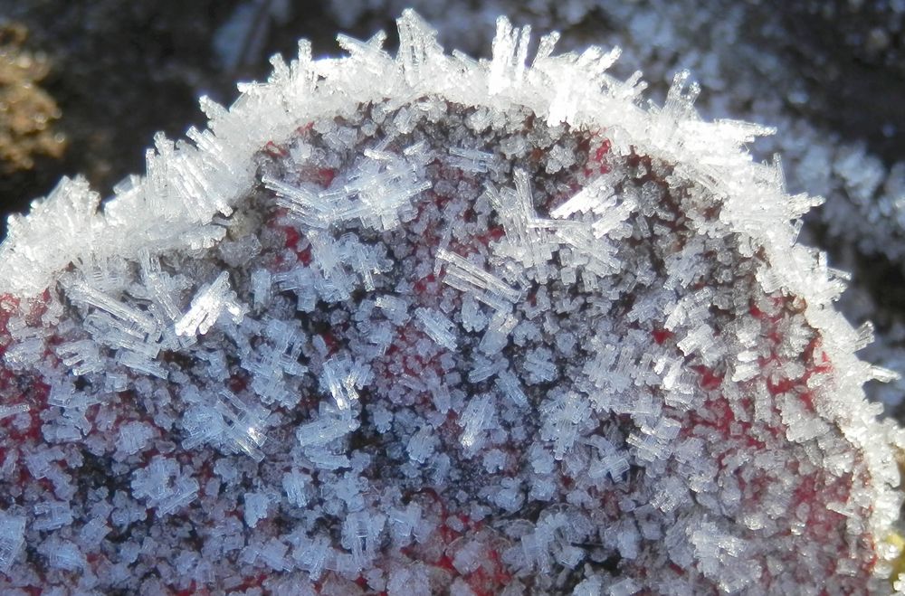 Frostige Zeiten - Eiskristalle überziehen die letzten Blätter