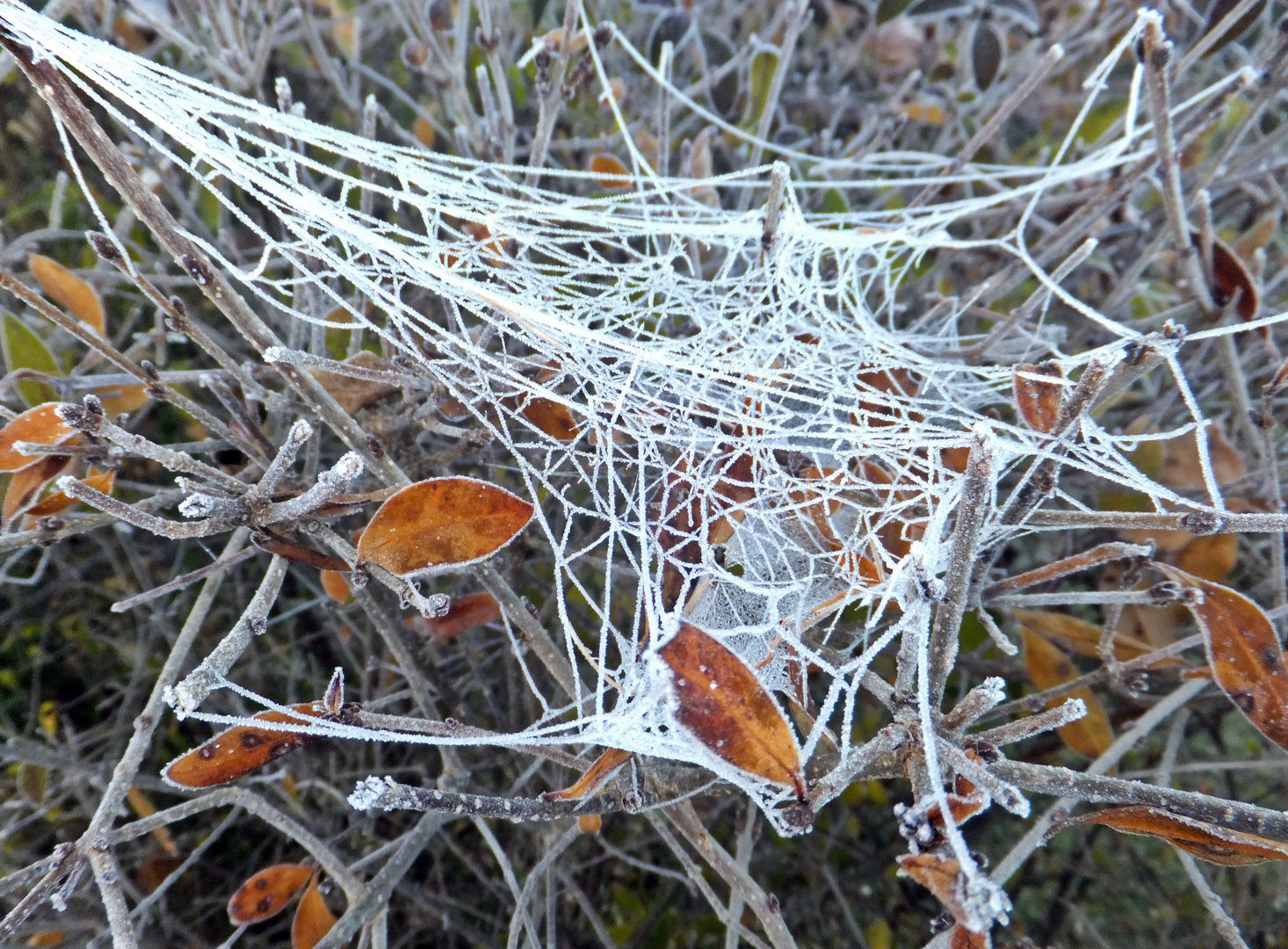 Frostige Zeiten für Thekla