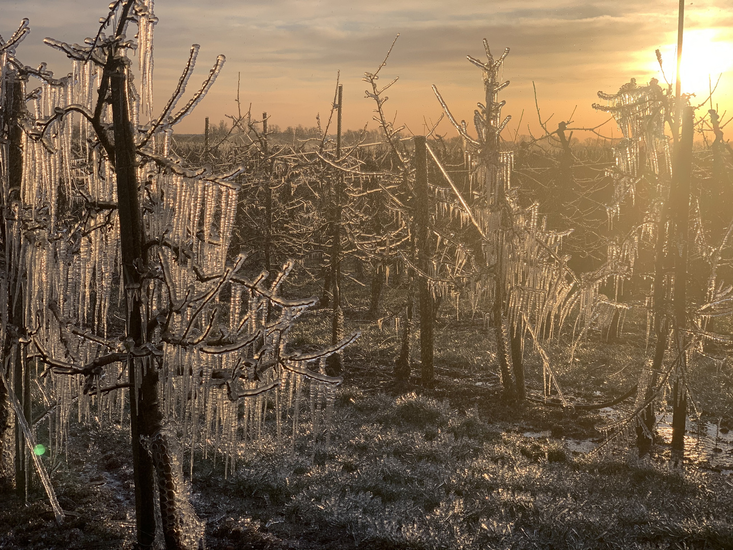 Frostige Zeiten im Alten Land