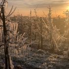 Frostige Zeiten im Alten Land