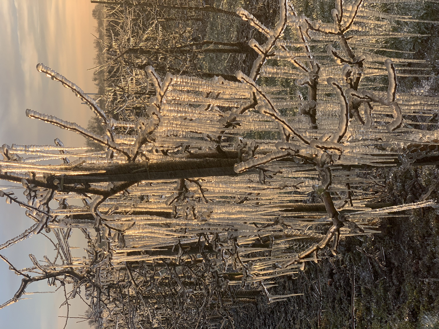 Frostige Zeiten im Alten Land