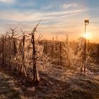 Frostige Zeiten im Alten Land