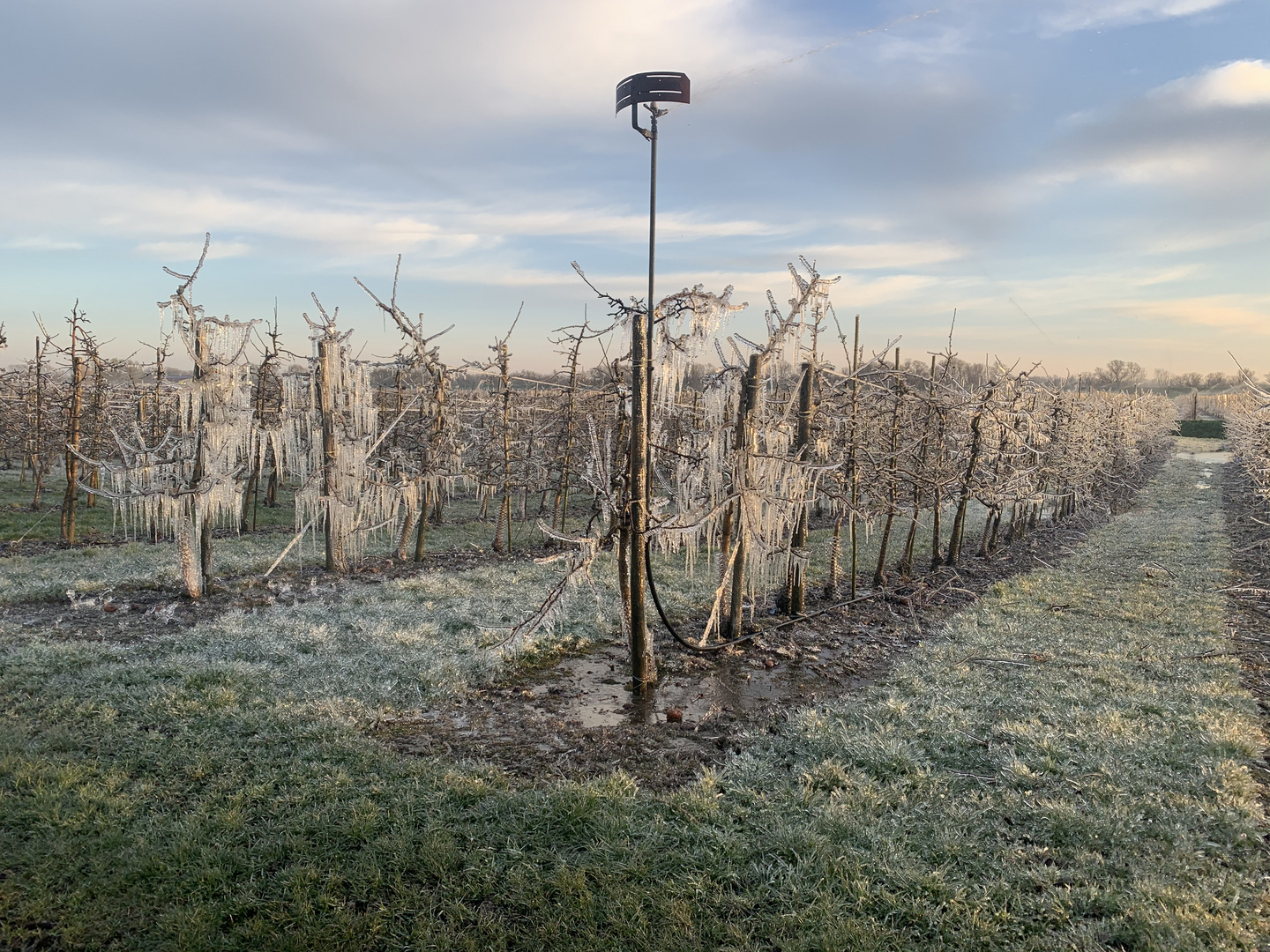 Frostige Zeiten im Alten Land