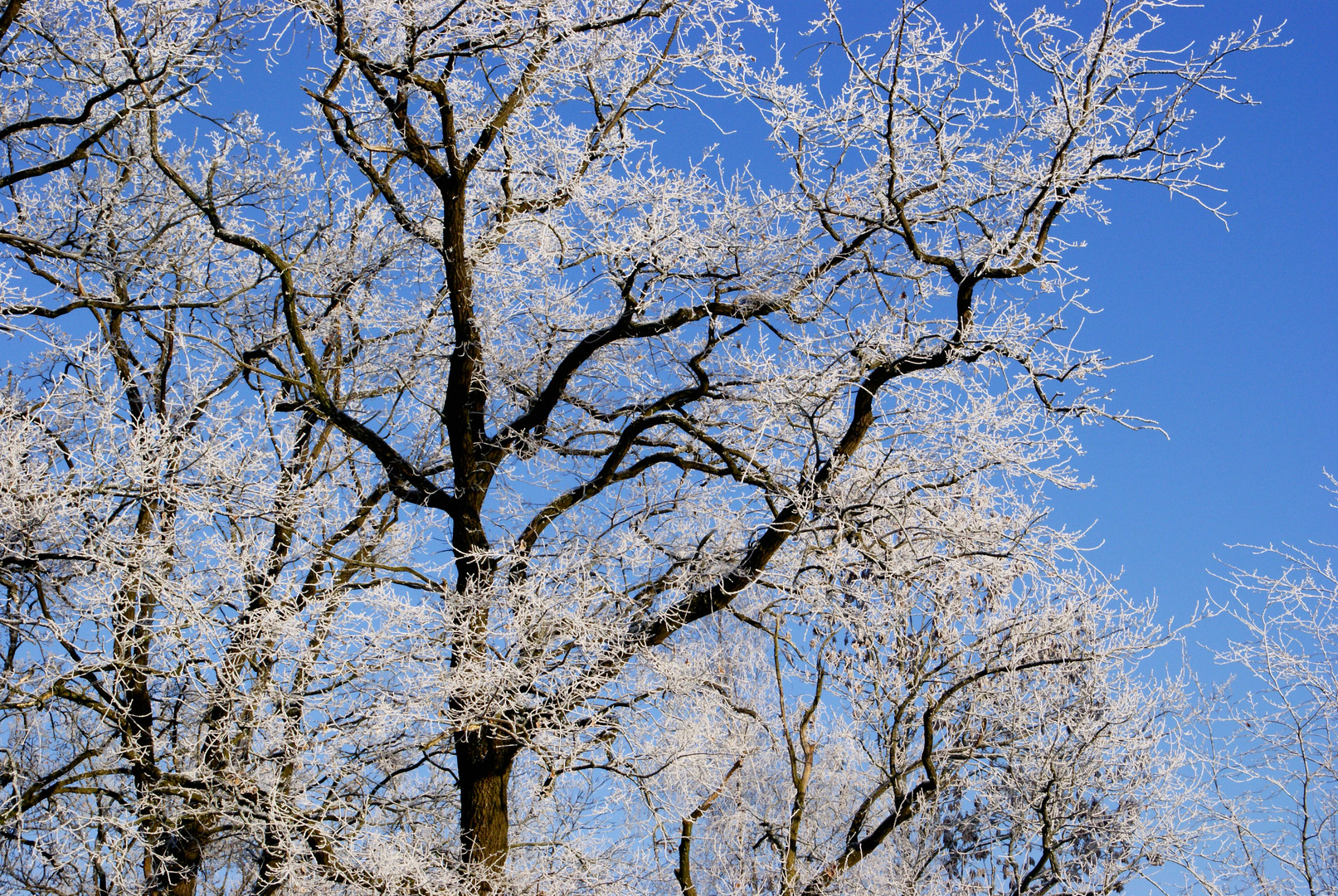 Frostige Zweige