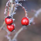 Frostige_Beeren